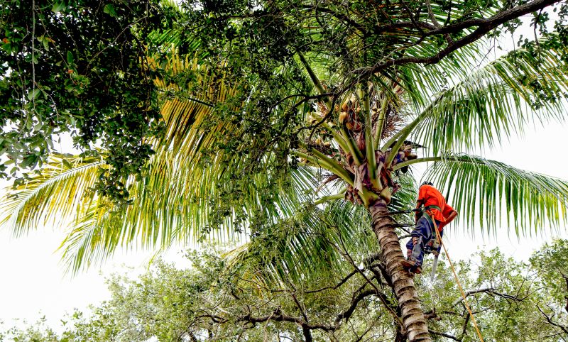 Tree Removal Service