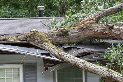Uprooted Tree Near Commercial Building