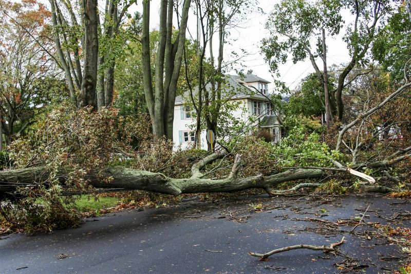 Fallen Tree Blocking Path