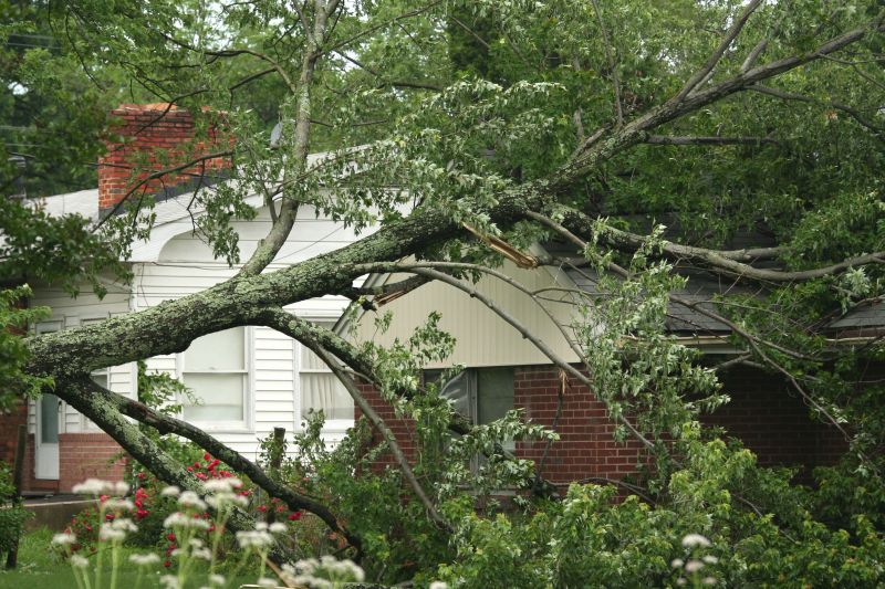 Tree Down on Roof