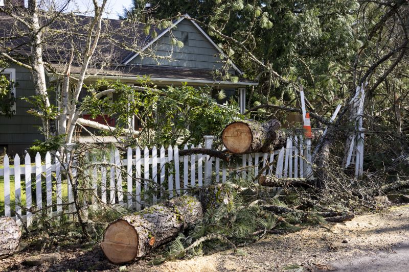 Uprooted Tree in Yard
