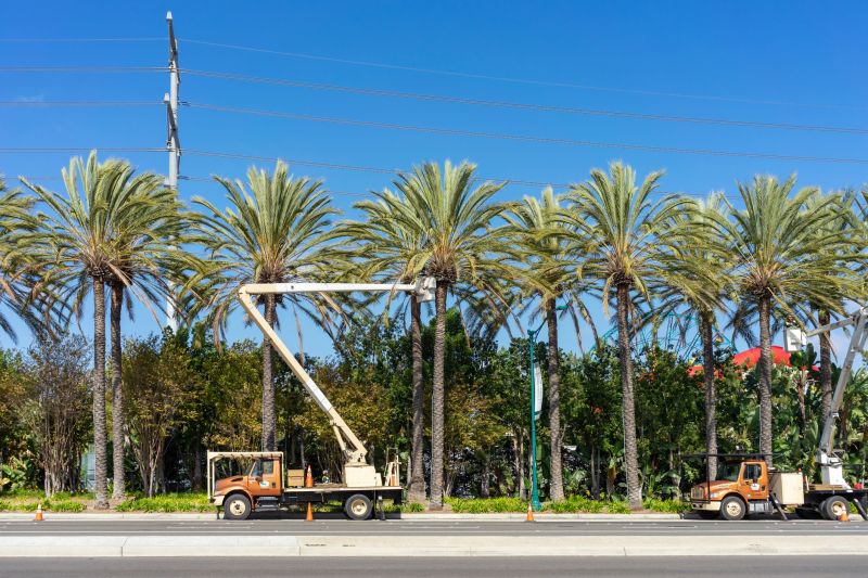 Palm Tree Removal