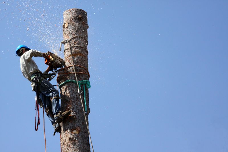 Arborists at Work