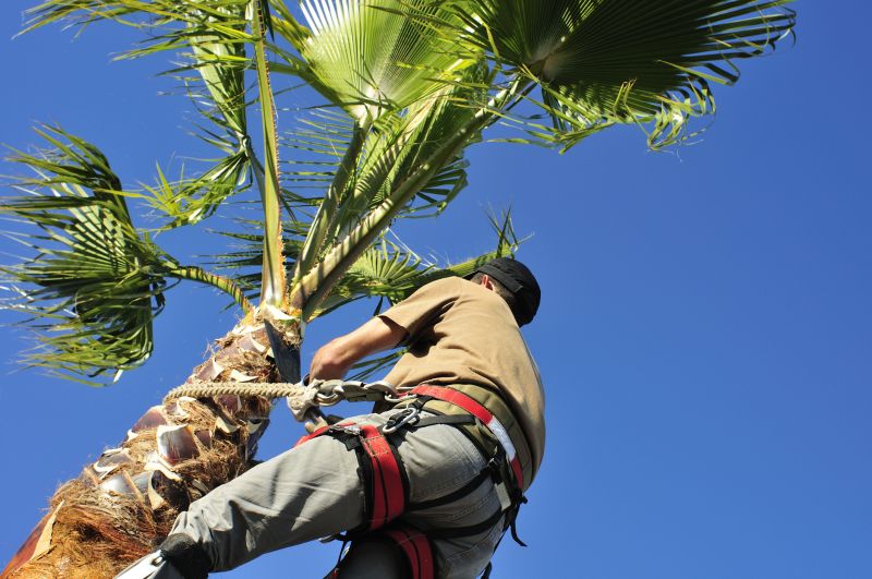 Pre-Removal Palm Tree Inspection