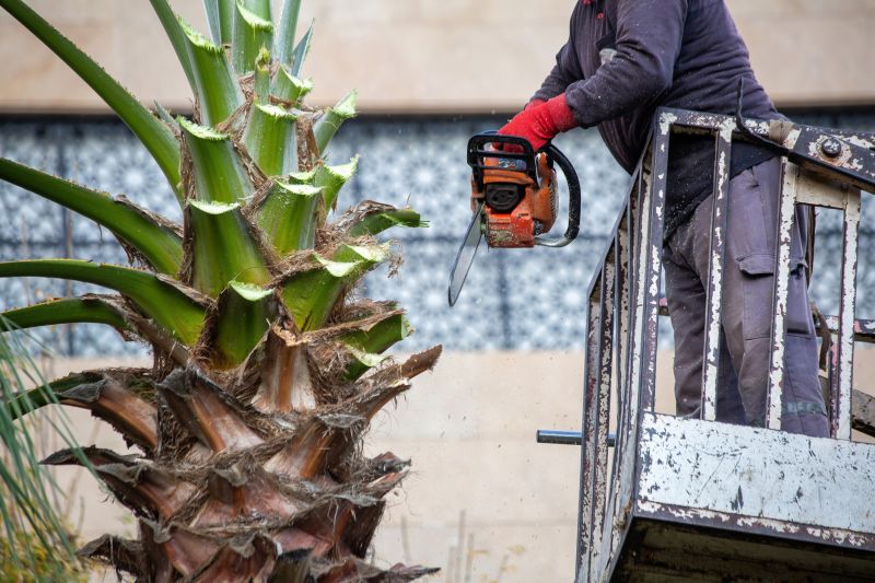 Equipment Used in Palm Tree Removal
