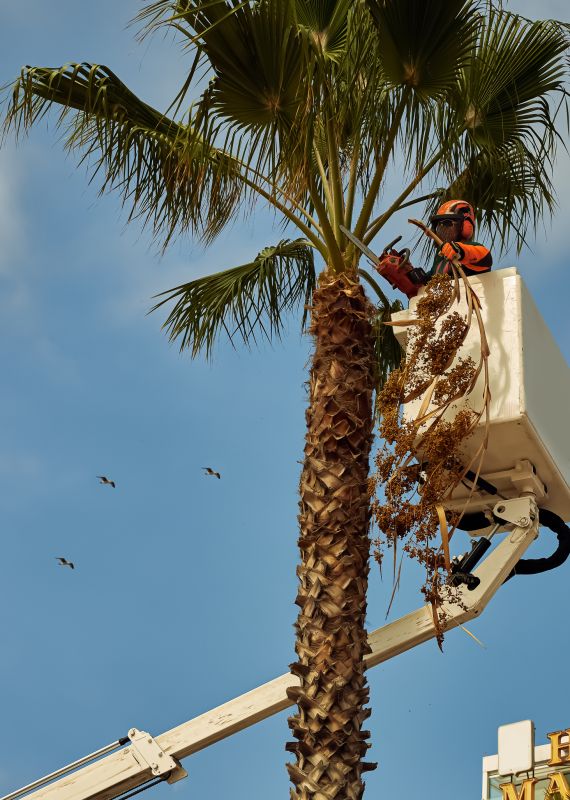 Palm Tree Removal Equipment