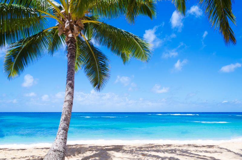 Eliminates pest infestations that thrive in decaying palm trees.