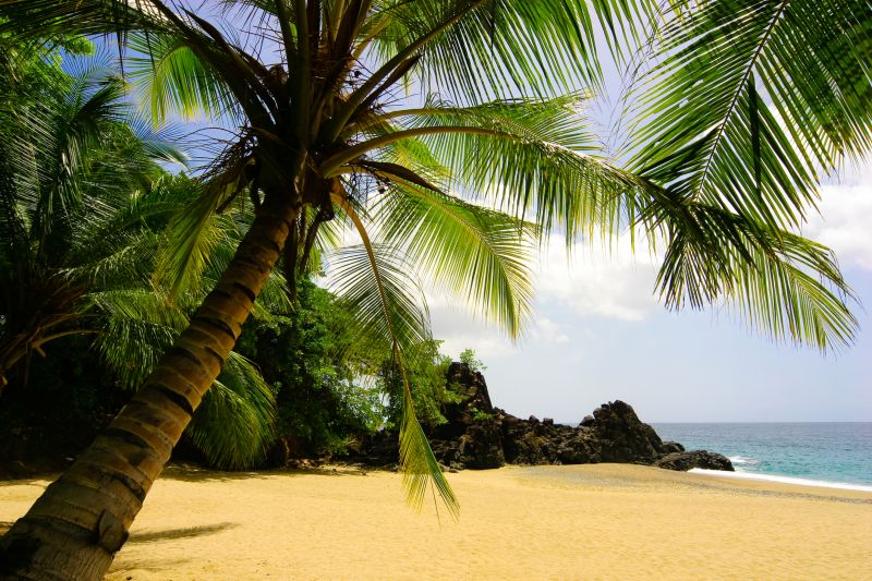 Palm Tree Removal