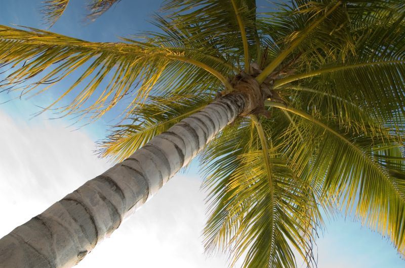Prevents damage from falling branches or storm debris.